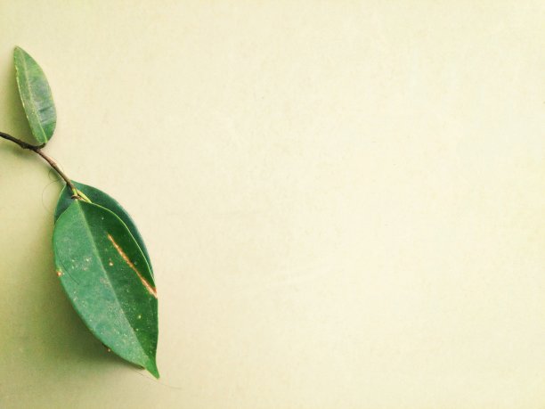 肮脏和灰尘的叶子在墙上图片下载