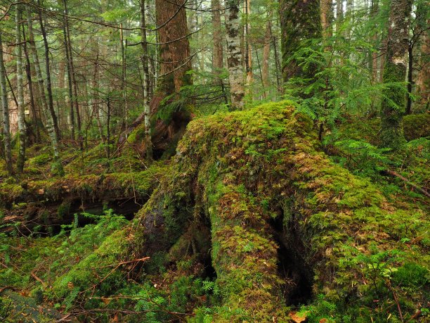 青苔覆盖着绿色森林中的树木。图片下载