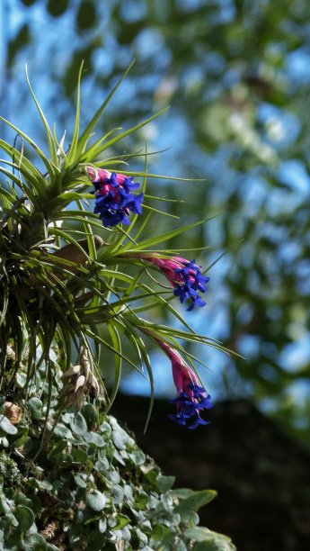 空气蕨类植物图片下载