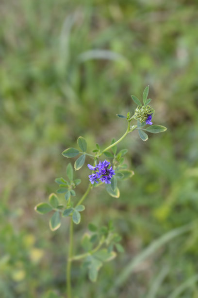 紫花花图片下载