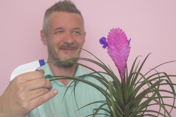 浇水的粉红色鹅毛花植物图片下载