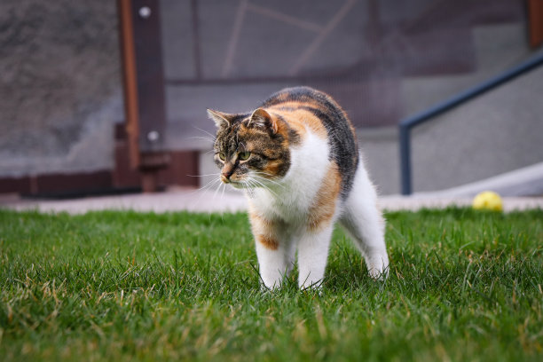 家猫站在花园里的可爱景象。这只色彩斑斓的猫在风景中盘旋。捷克小猫在找玩具玩图片下载