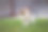家猫站在花园里的可爱景象。这只色彩斑斓的猫在风景中盘旋。捷克小猫在找玩具玩图片下载