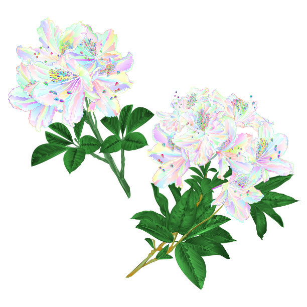 枝上五颜六色的杜鹃花图片下载