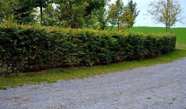 灰色石墙与实木长凳折叠，没有水泥和混凝土。石英岩耐用挡土墙，花园公园。秋天修剪过的篱笆，风景公园里的角木树篱图片下载