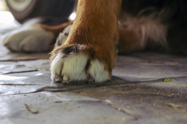 这是一只伯尔尼山地犬在铺路板上爪子的特写镜头。图片下载