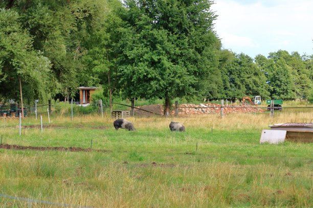 黑公猪在绿草地上图片下载