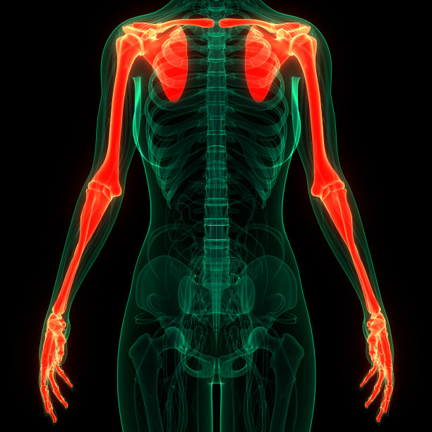 人体骨骼系统上肢骨关节解剖学图片下载
