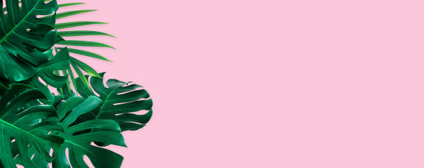 热带怪物叶阴影在粉红色的背景图片下载