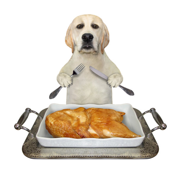 狗吃托盘里的烤鸡图片下载