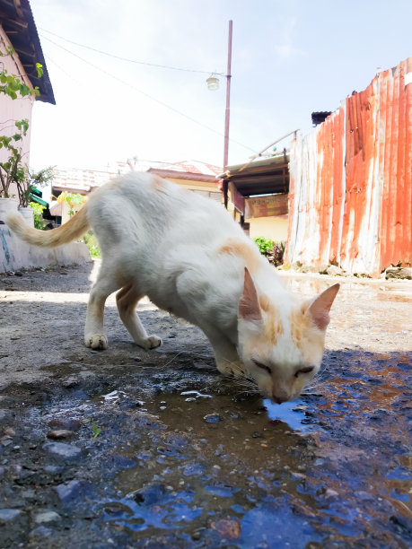 街头猫粮照片图片下载