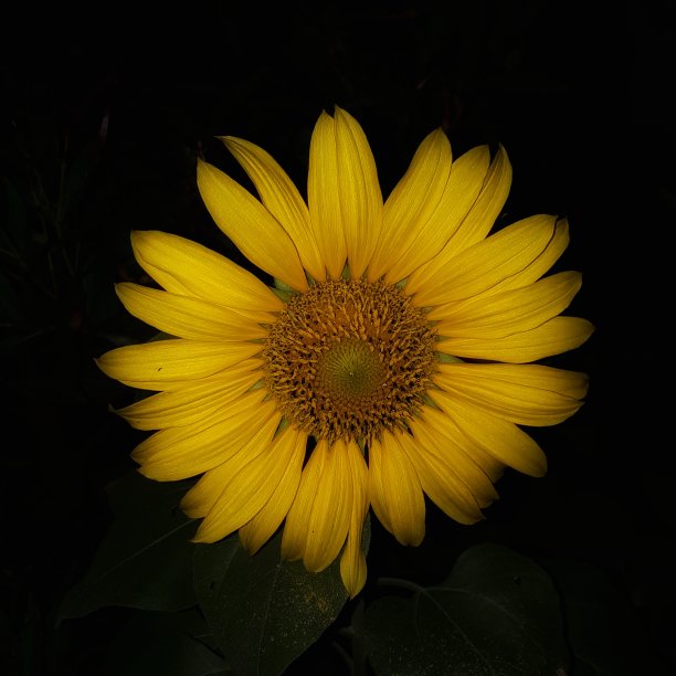 向日葵图片下载