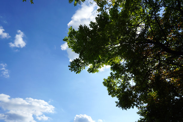 天空，云彩和树木图片下载
