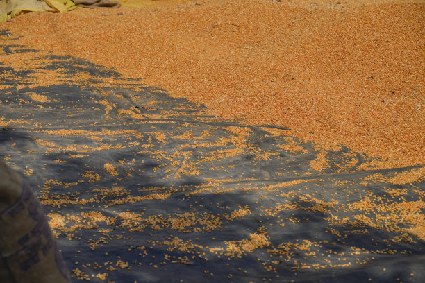在农地里晾干玉米图片下载