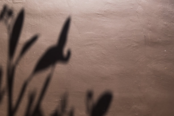 抽象的背景阴影，棕榈叶在白墙上。白色和黑色的。图片下载