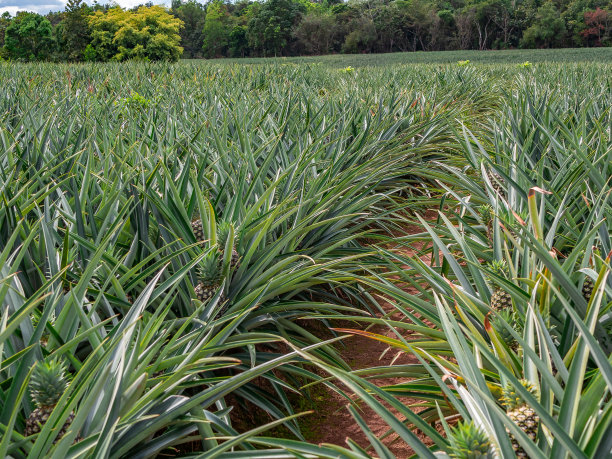 菠萝种植园图片下载
