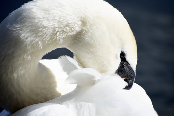 野生白天鹅的细节和水的倒影图片下载