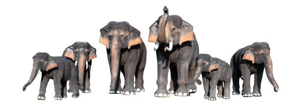 大型棕色大象白色背景孤立图片下载