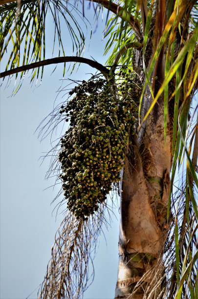田野里的青果图片下载