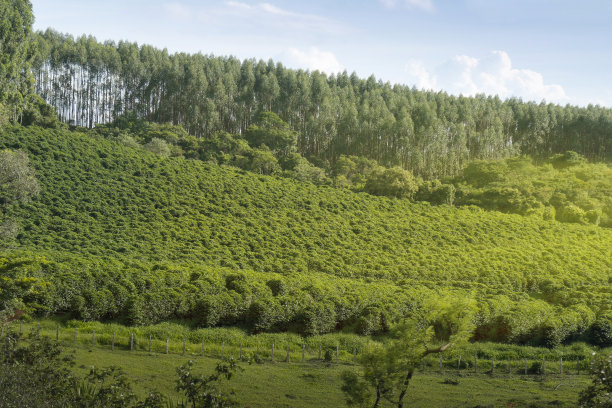 在巴西种植咖啡图片下载