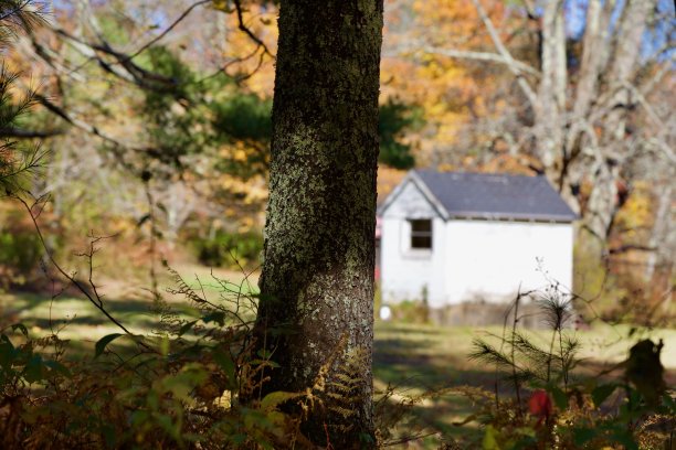 秋天时躲在树后面图片下载