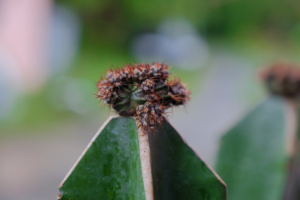 裸子植物在裸骨仙人掌上的嫁接图片下载