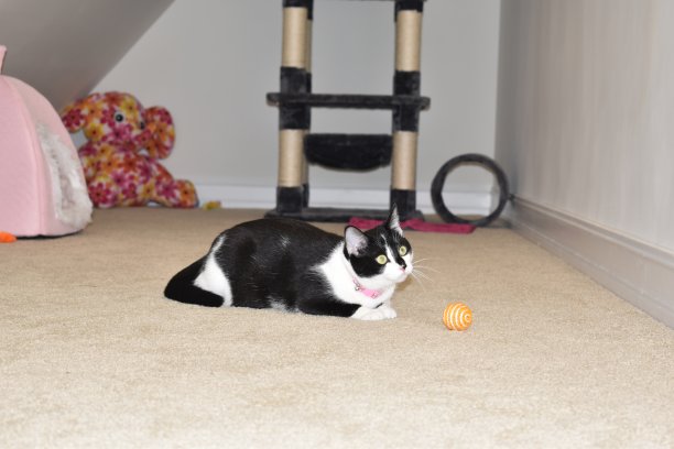 黑白家猫图片下载