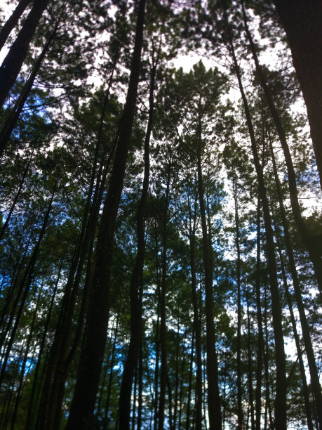 天窗下的松树林图片下载