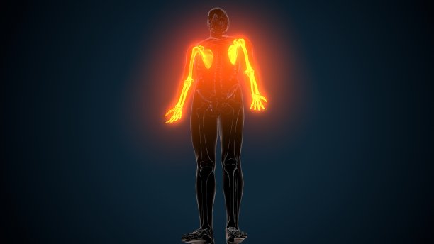 人体骨骼系统的3d插图上肢骨关节解剖学图片下载