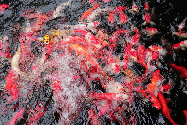 锦鲤争食图片下载