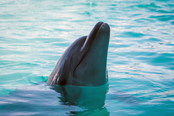 大海里一只海豚的特写图片下载