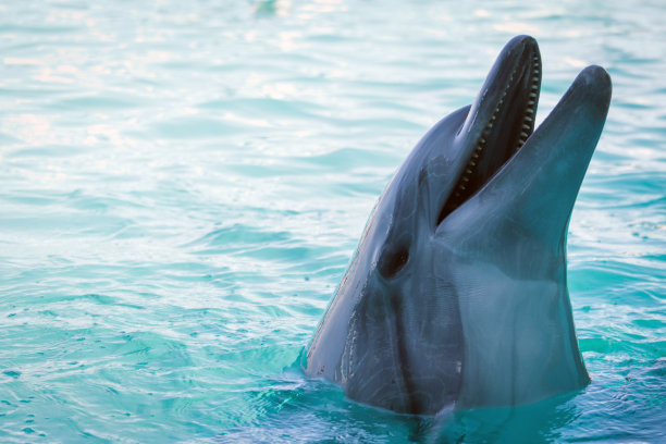 大海里一只海豚的特写图片下载