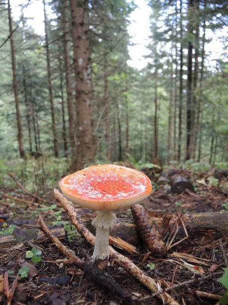 森林蘑菇图片下载