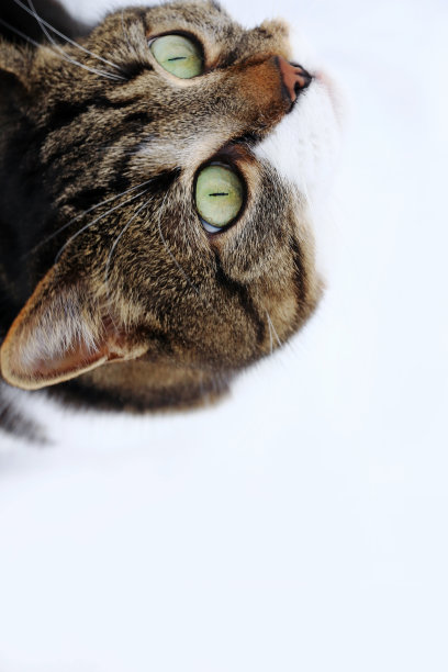 一只小猫好奇地向上看图片下载