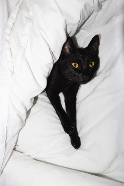 黄色眼睛的黑猫躺在白色的床单上。可爱的动物，迷信的黑猫图片下载