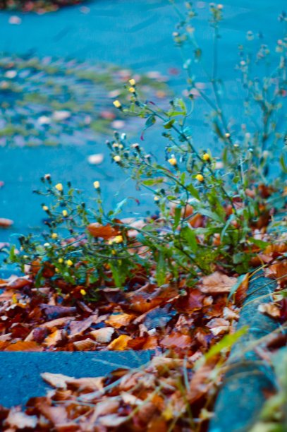 秋天的落叶和野花在地上图片下载