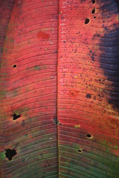 一片对称的背景，一片在秋天变红并带有黑点的老树叶图片下载