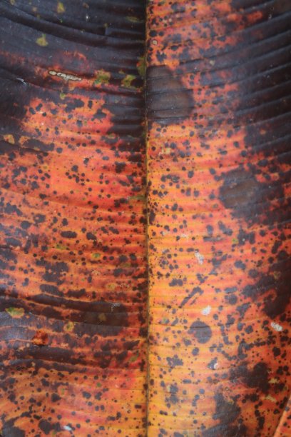 一张树叶的特写，落在树上，红色和黄色的颜色与大的黑色部分和神经清晰可见图片下载