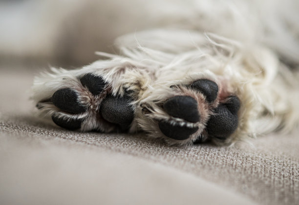 Westie小狗爪子近图片下载