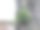 翠绿的落叶松嫩芽。春天新枝和新针的生长图片下载