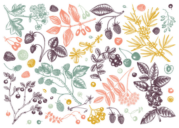手绘夏季浆果的颜色收集图片下载