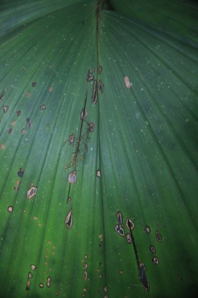 一个浅绿色叶子的特写，叶子的形状是一个有洞的弃权图片下载
