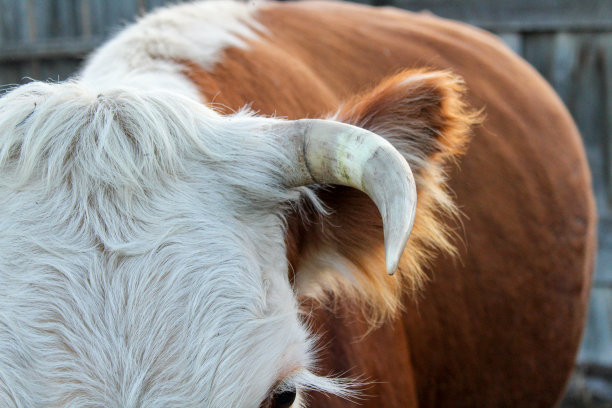 母牛小母牛特写照片，红白色的奶牛头，尖锐的角，蓬松的耳朵，黑色的眼睛和长长的睫毛图片下载