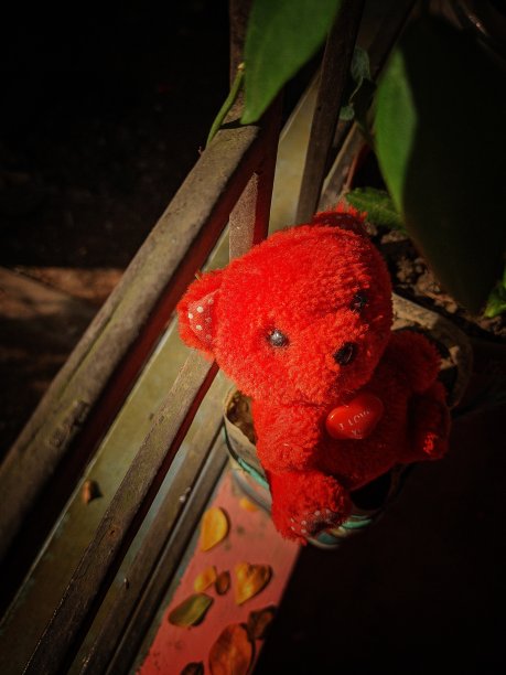 泰迪熊图片下载