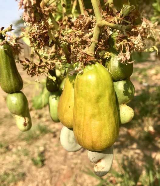 黄色和绿色的腰果图片下载