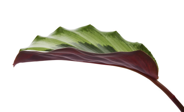 蔷薇树叶，亮星树，异国情调的热带灌木，孤立在白色背景与修剪路径图片下载