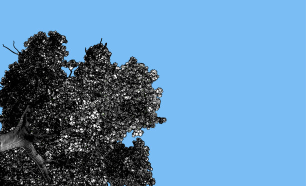 大树低角度绘图插图孤立在蓝色的背景图片下载