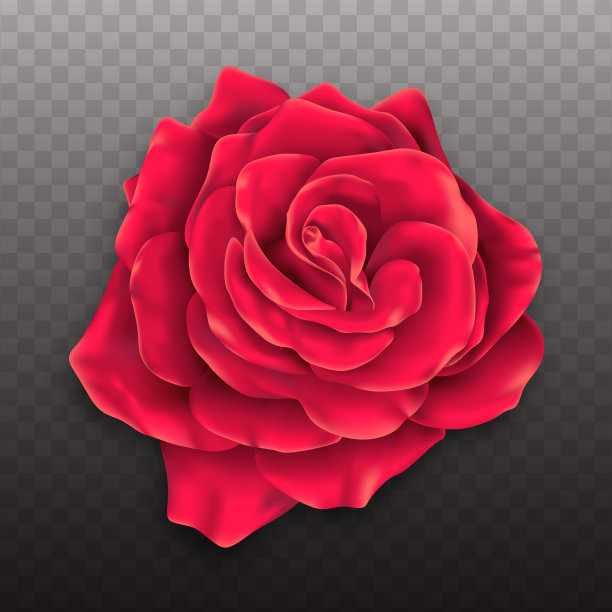 向量现实玫瑰开花。图片下载