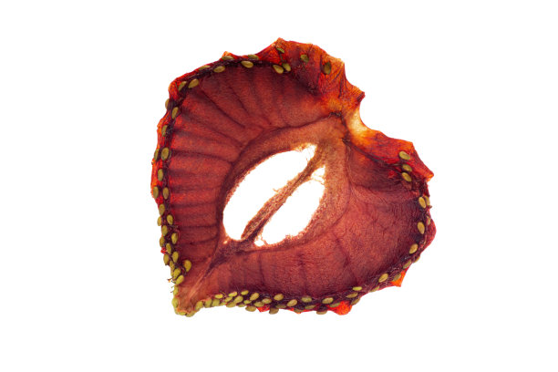 特写脱水草莓片孤立在白色图片下载