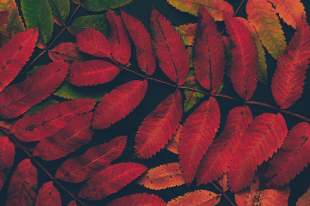 美丽的红橙绿秋花叶黑色背景。图片下载